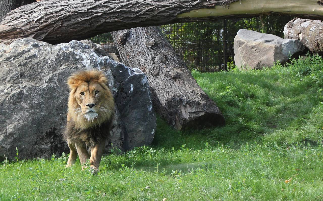 Löwe Tsavo im neuen Gehege