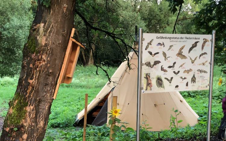 Fledermaus Safari