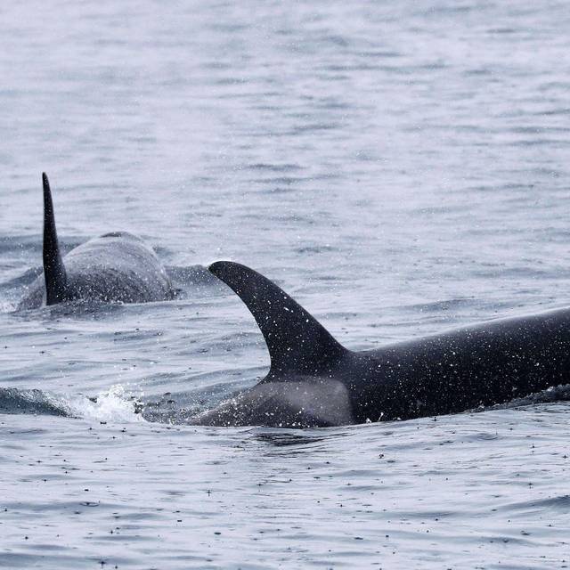 Mysteriöse Orca-Attacken