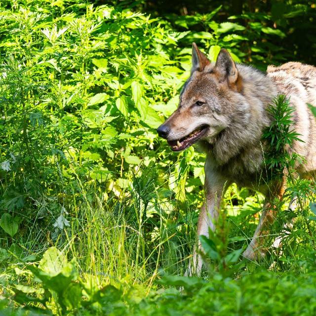Wolf