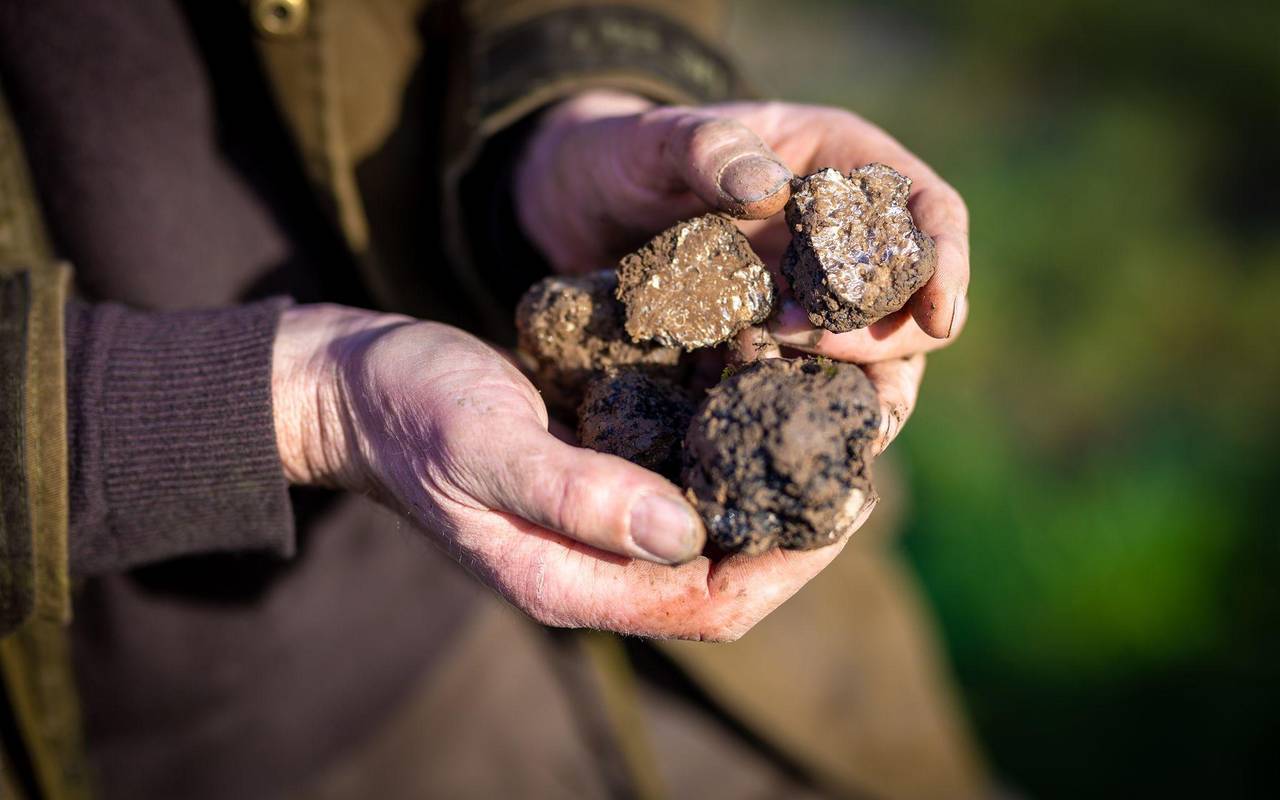 Trüffelplantage in Niedersachsen