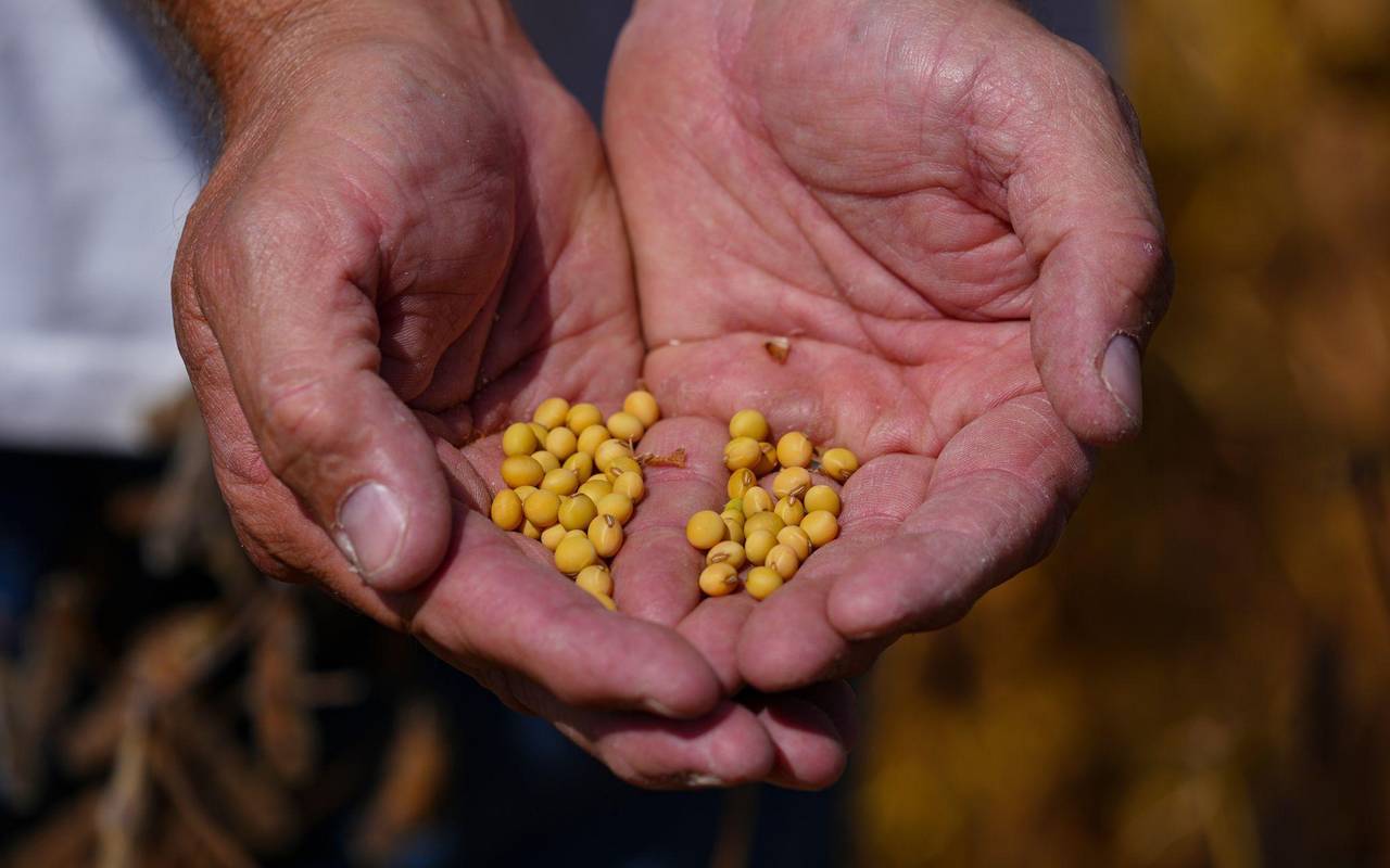 Sojabohnenernte in den USA