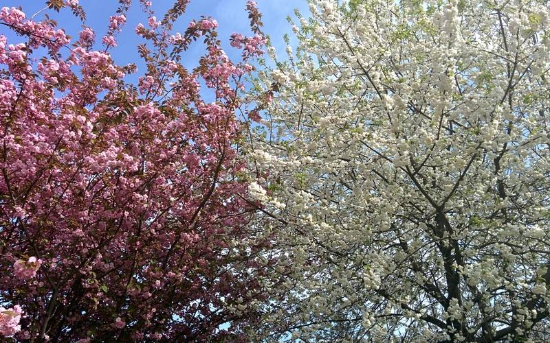 Bäume in voller Blüte