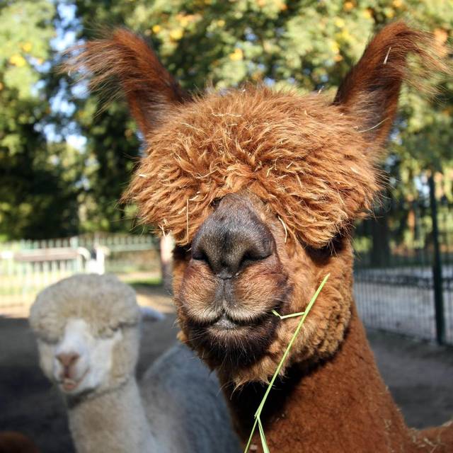 Alpakas aus Schermbecker Zucht