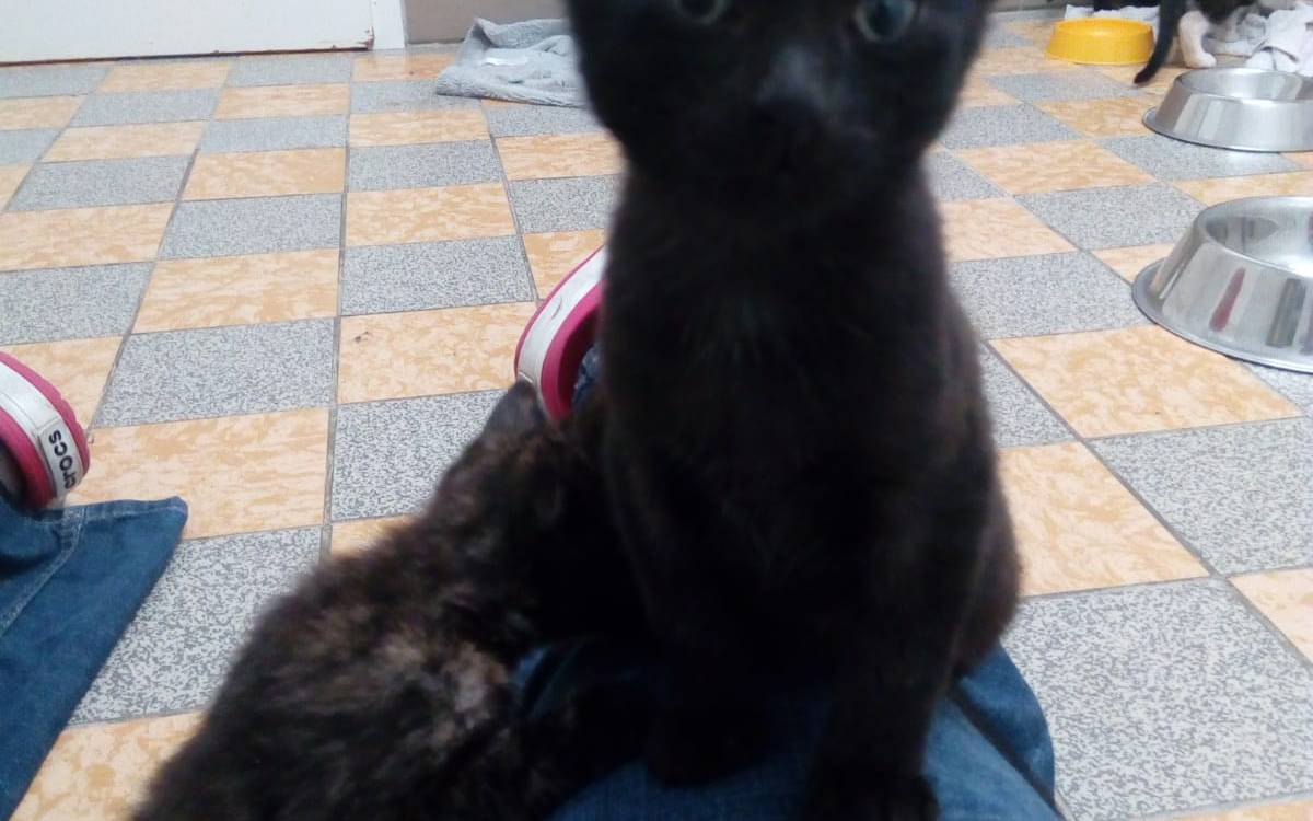 ausgesetzte Katze in Dinslaken 4.7.