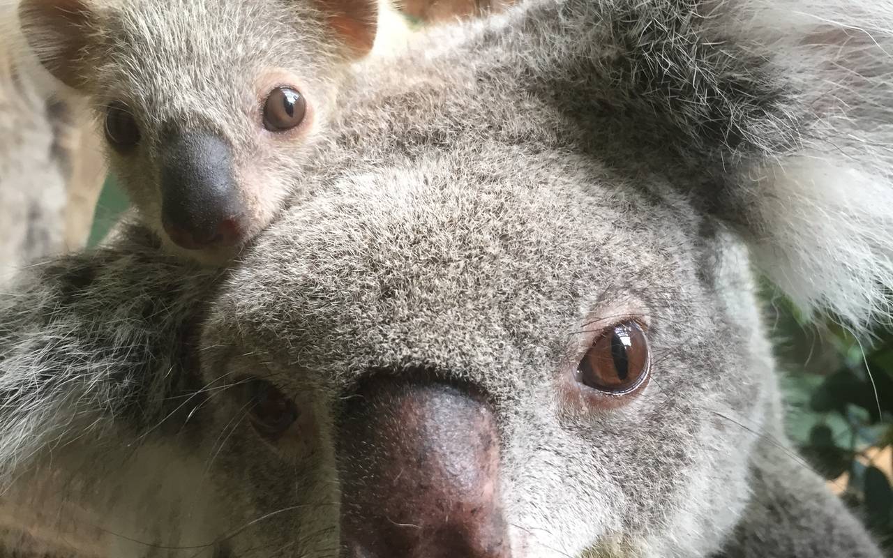 Baby im Duisburger Zoo