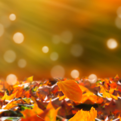 Freizeittipps im Herbst