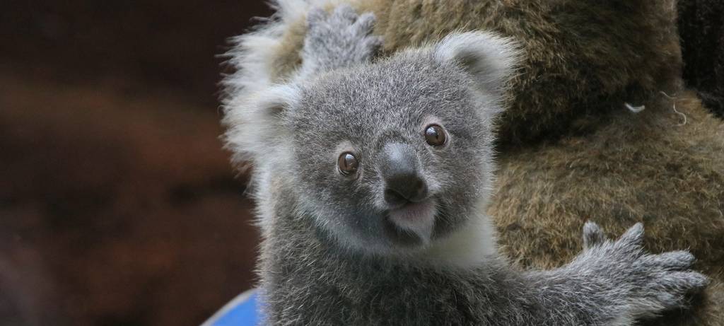 Duisburger Zoo bekommt neues Koala-Weibchen aus Dresden