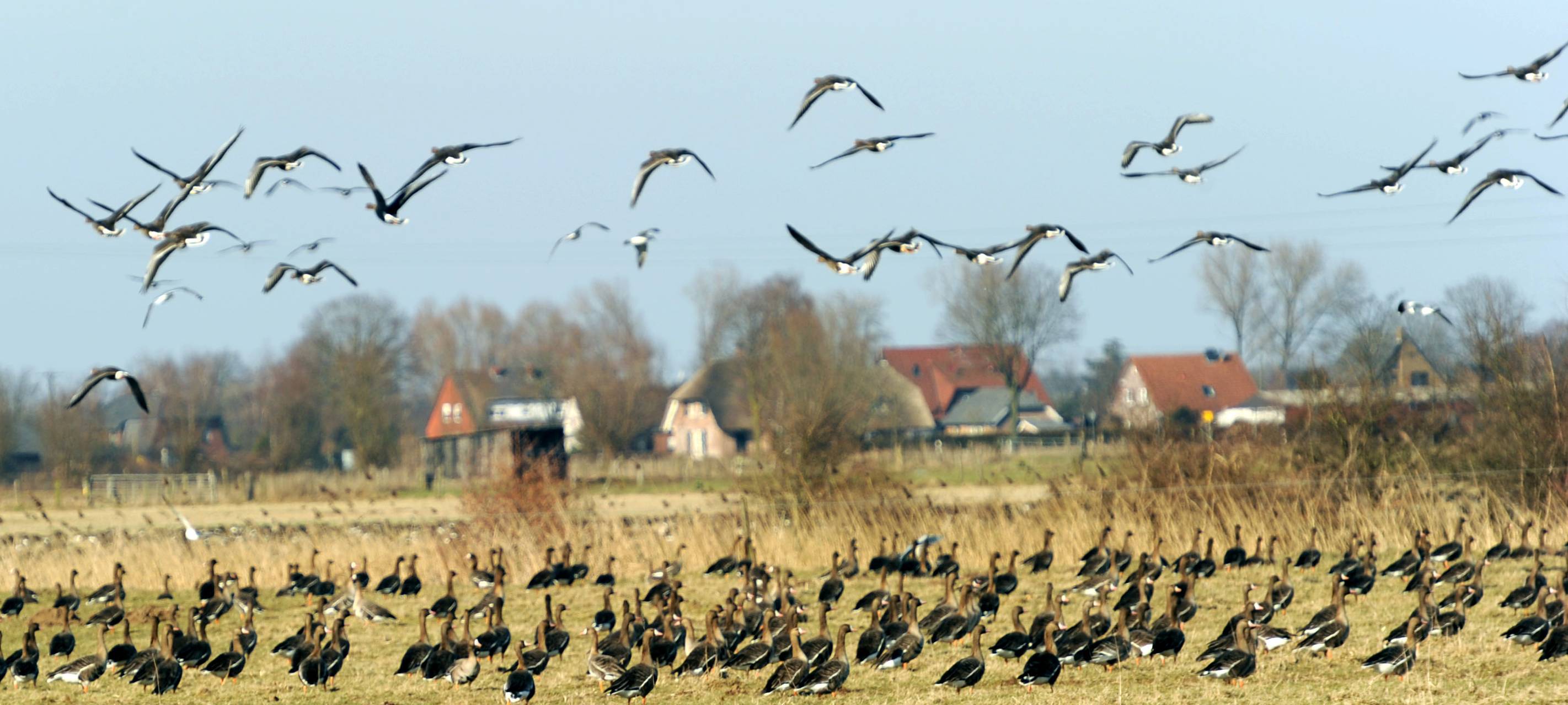 Kreis Wesel: Jäger bitten um Verständnis für Gänsebejagung