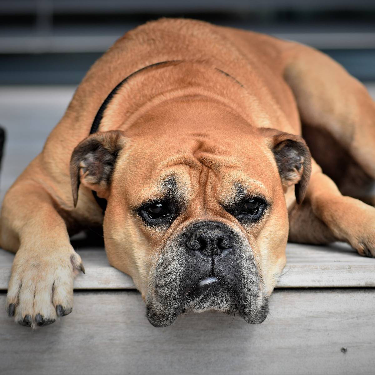 dinslaken ubv will hunde aus tierheimen fur zwei jahre steuerfrei machen radio k w