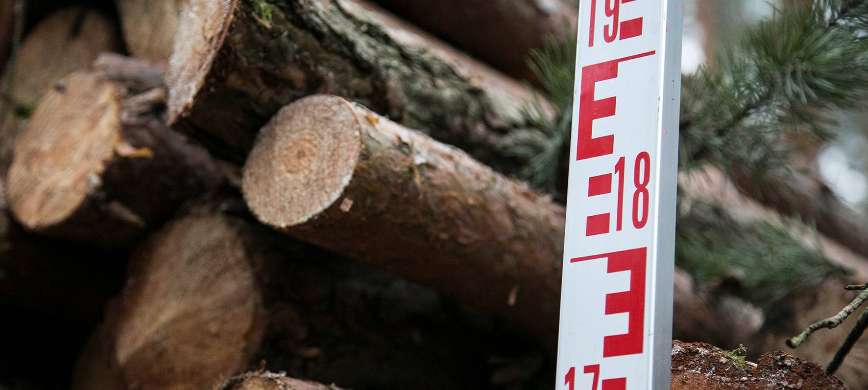 IG BAU warnt vor massiven Schäden durch den Klimawandel für den Wald