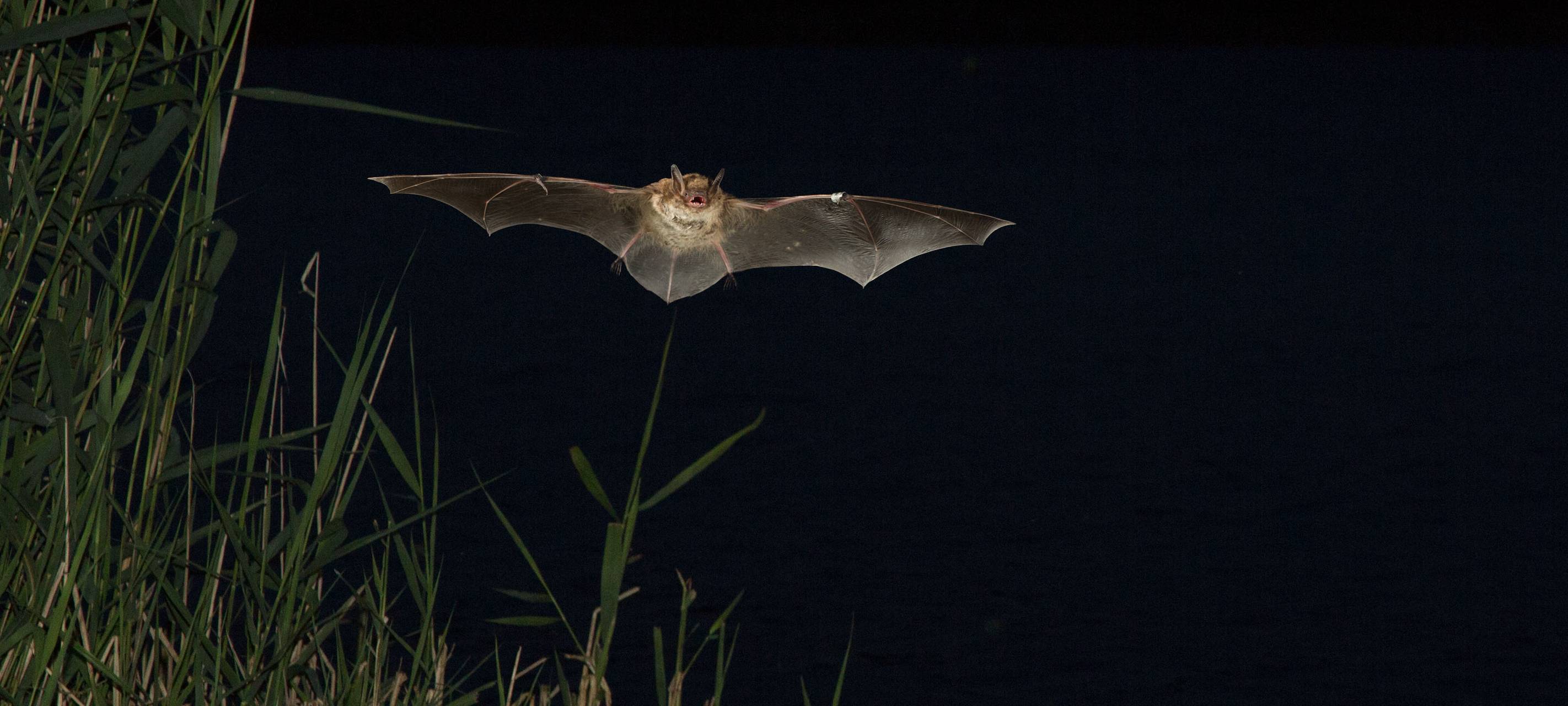Fledermausnacht in Wesel