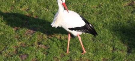 Jungstörche im Kreis Wesel versammeln sich