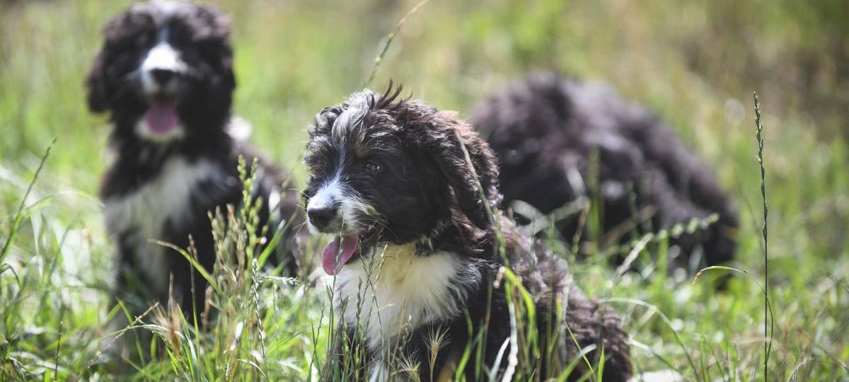 Veterinäramt Duisburg warnt vor dem Haustierkauf im Netz
