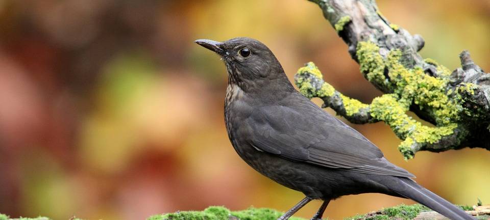 Endspurt bei der Wahl zum Vogel des Jahres