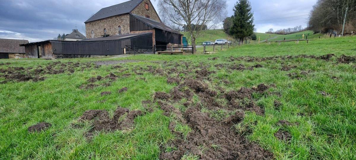 Wildschweine können wieder Wiesen aufwühlen