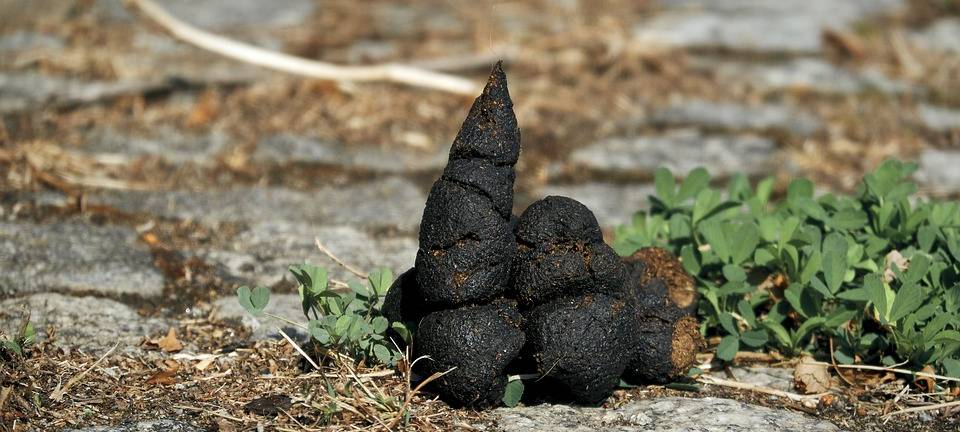 Krefeld will Hundekot-Problem mit höherem Bußgeld bekämpfen