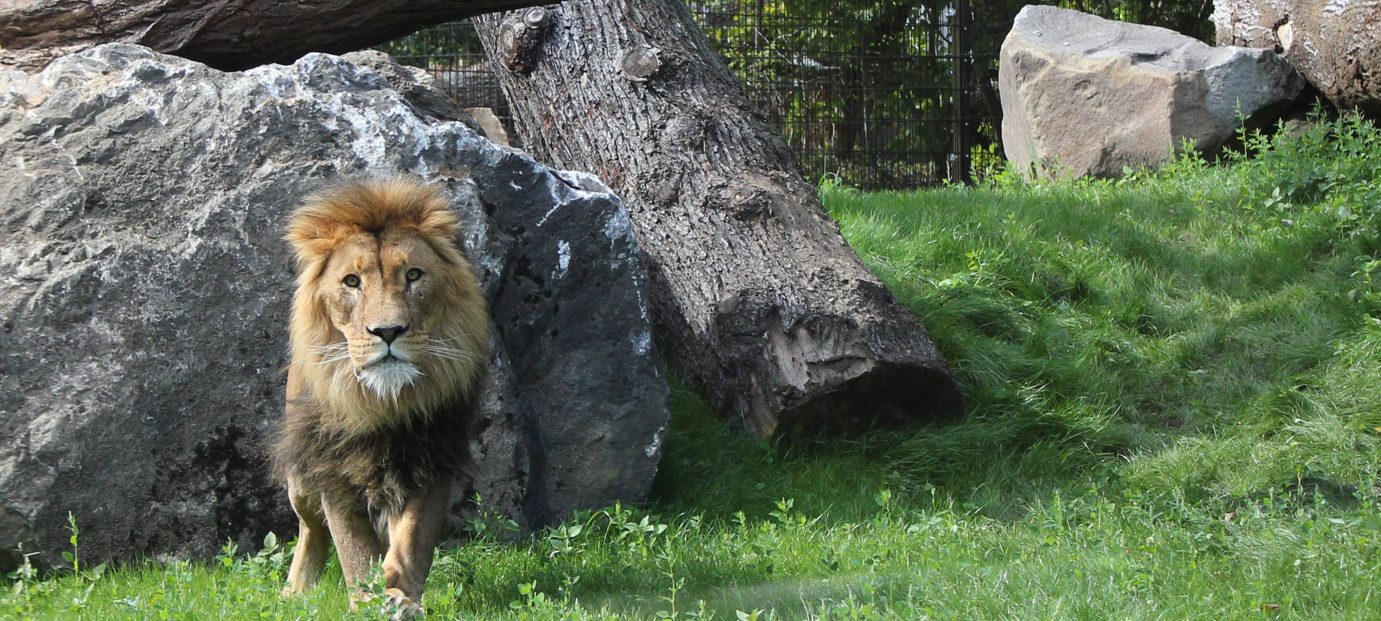 Löwe Tsavo im neuen Gehege
