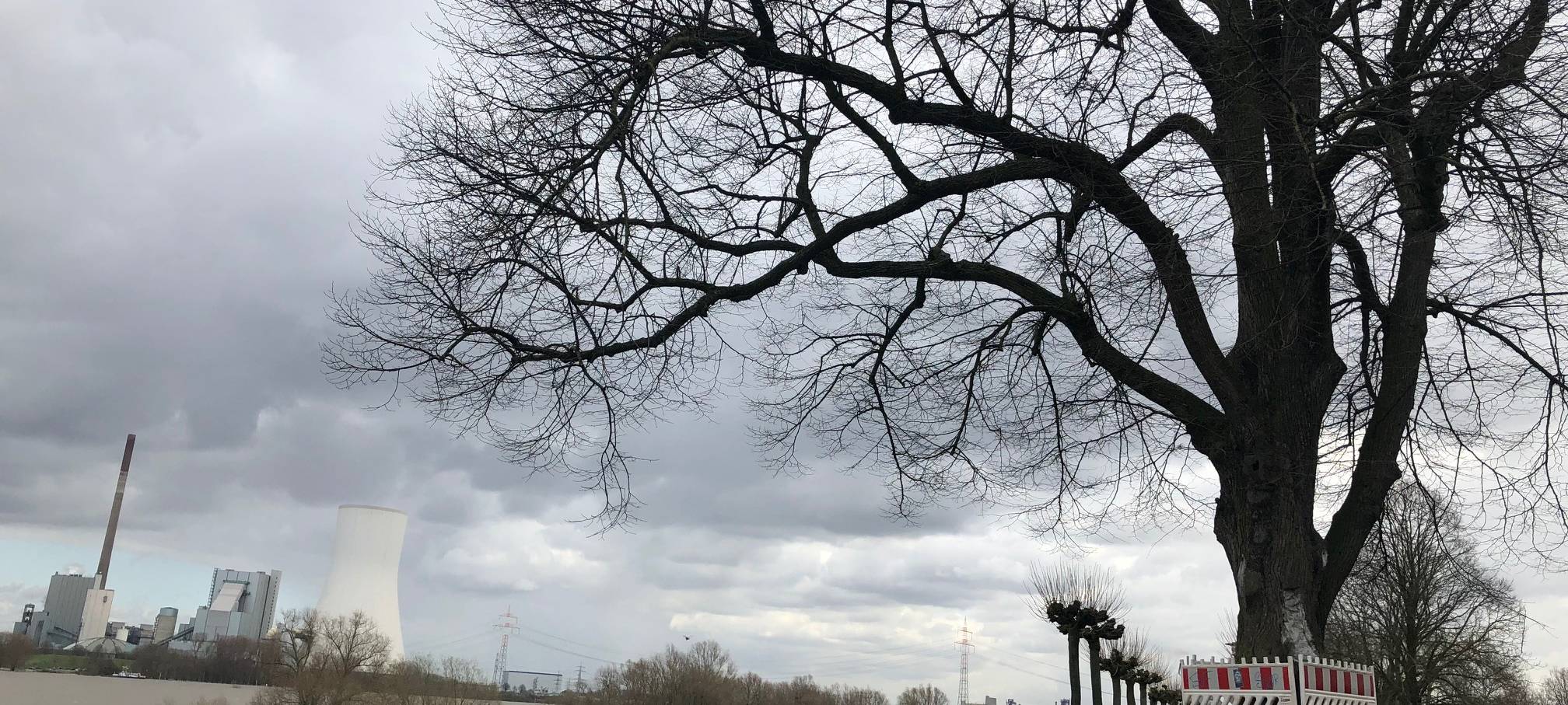 Orsoy kann seine alte Linde behalten