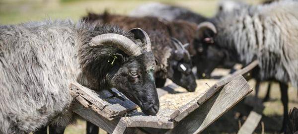 25 Heidschnucken weiden bald in Neukirchen-Vluyn