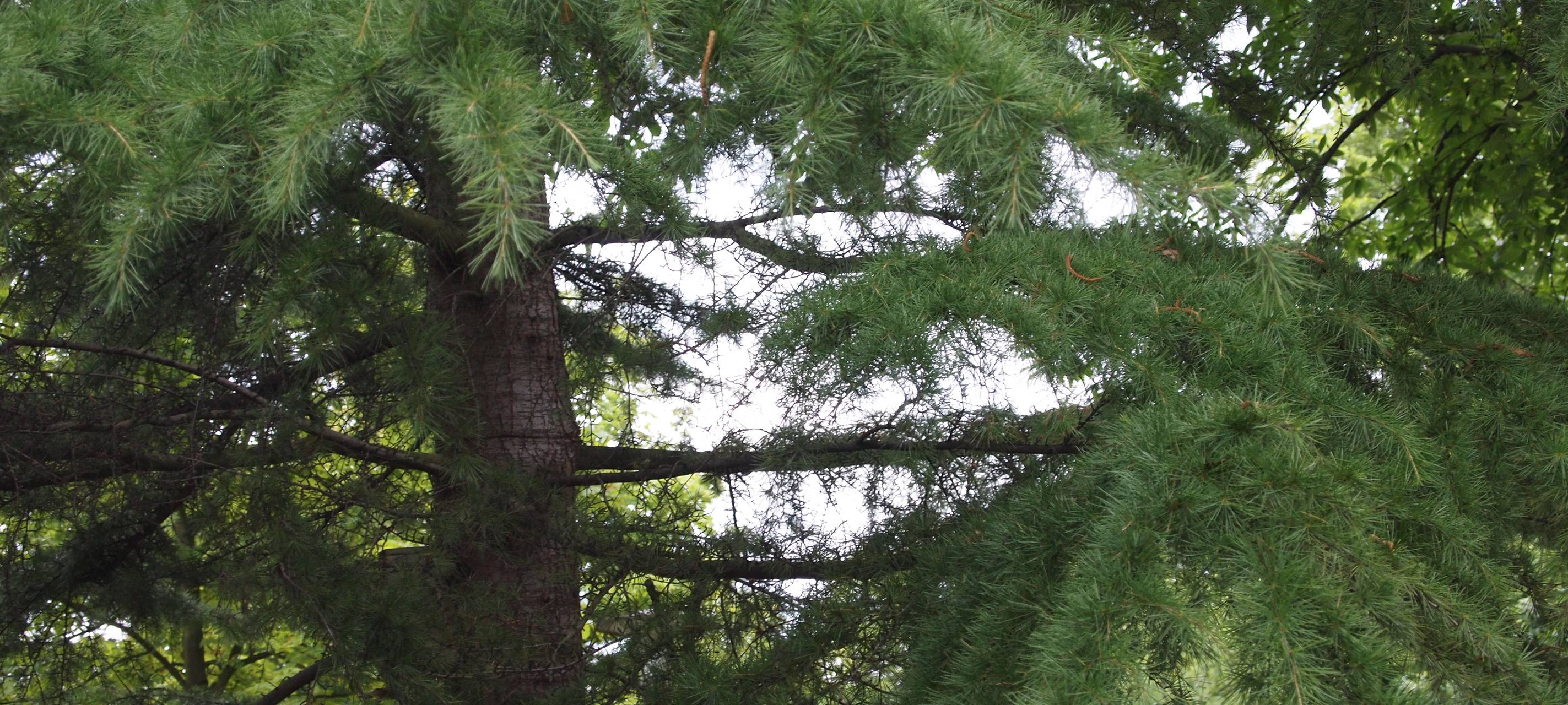 Schermbeck ist am grünsten