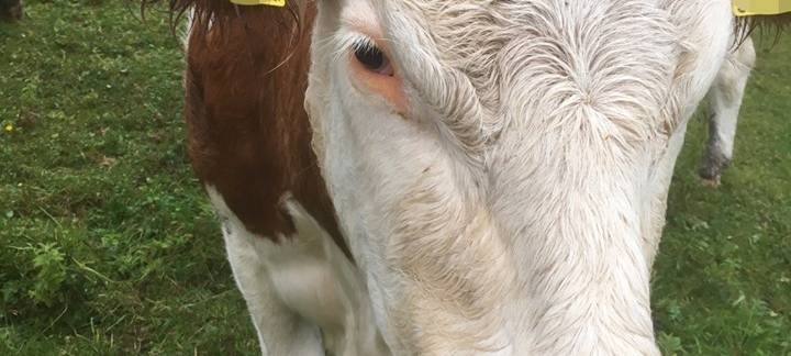 Kuhglocke aus Österreich in Moers gefunden