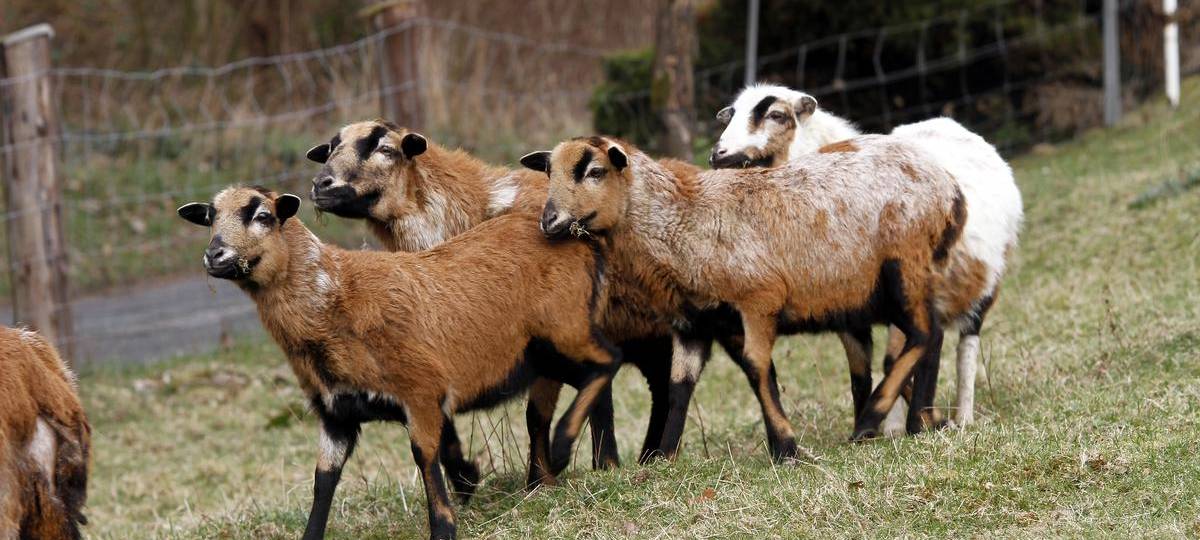 In Moers wird ein Kamerunschaf gesucht