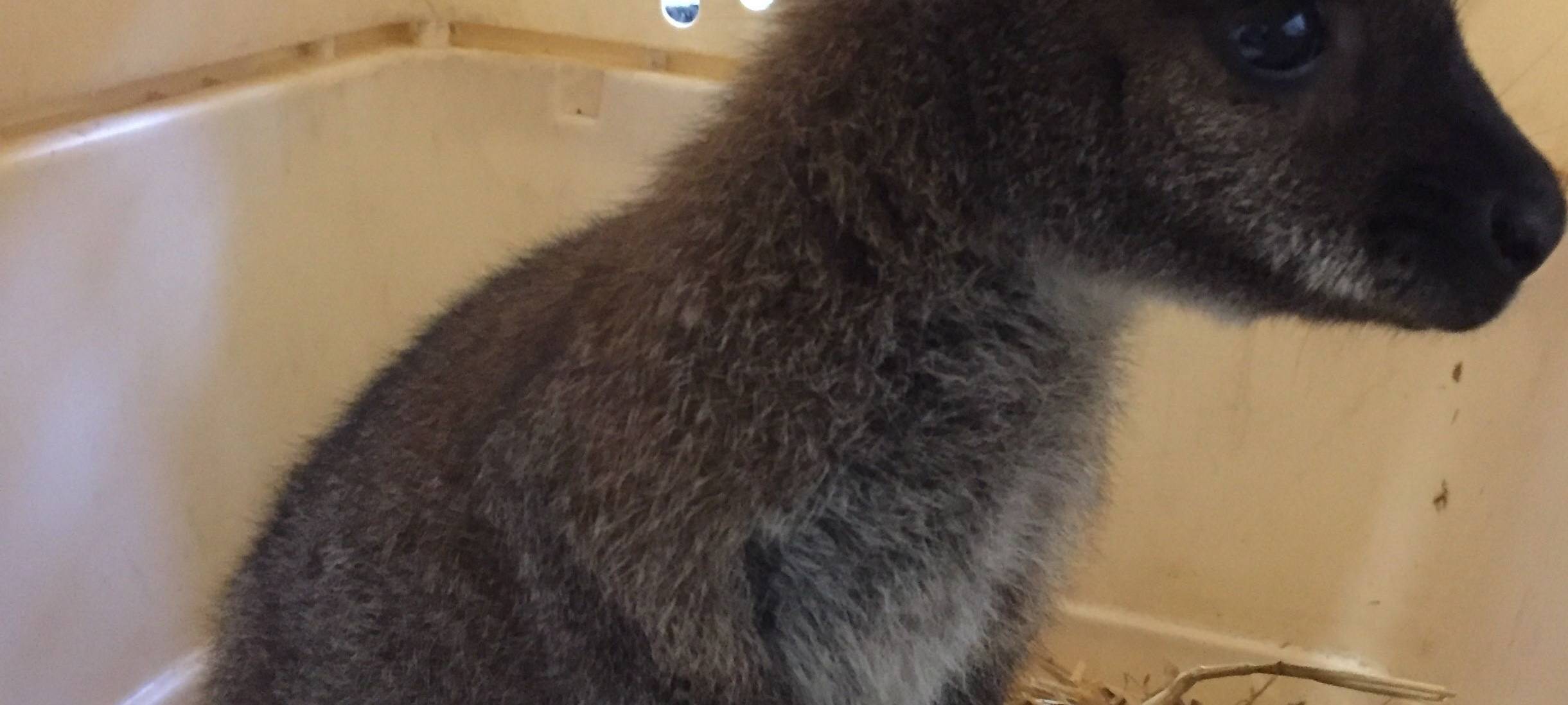 Sonsbecker Känguru lebt jetzt im Duisburger Zoo