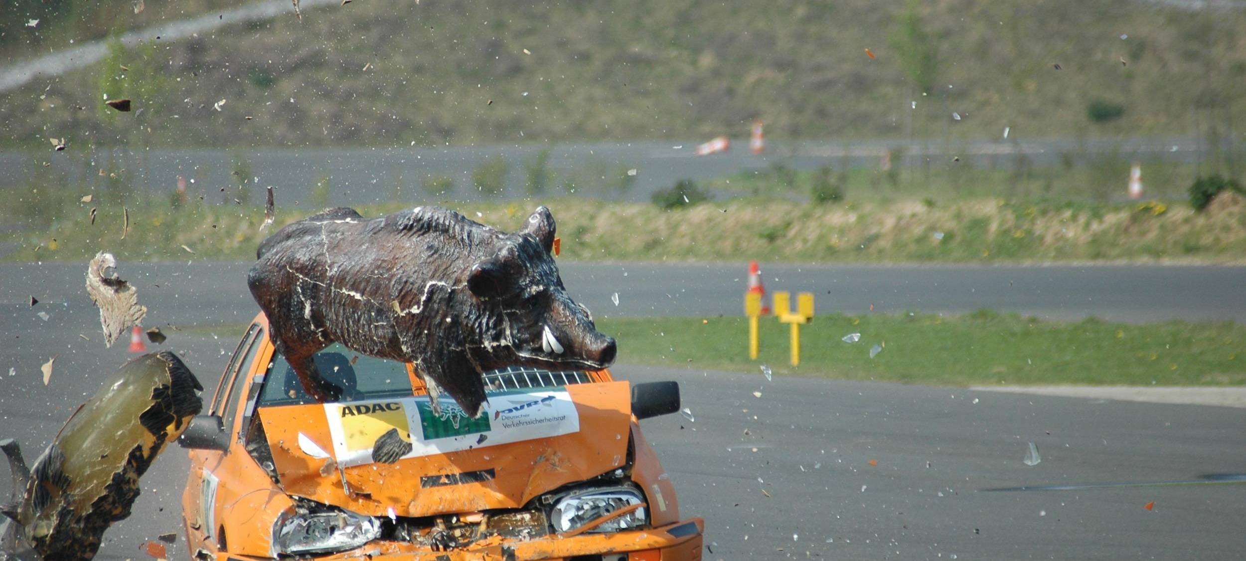 Achtung Wildwechsel!