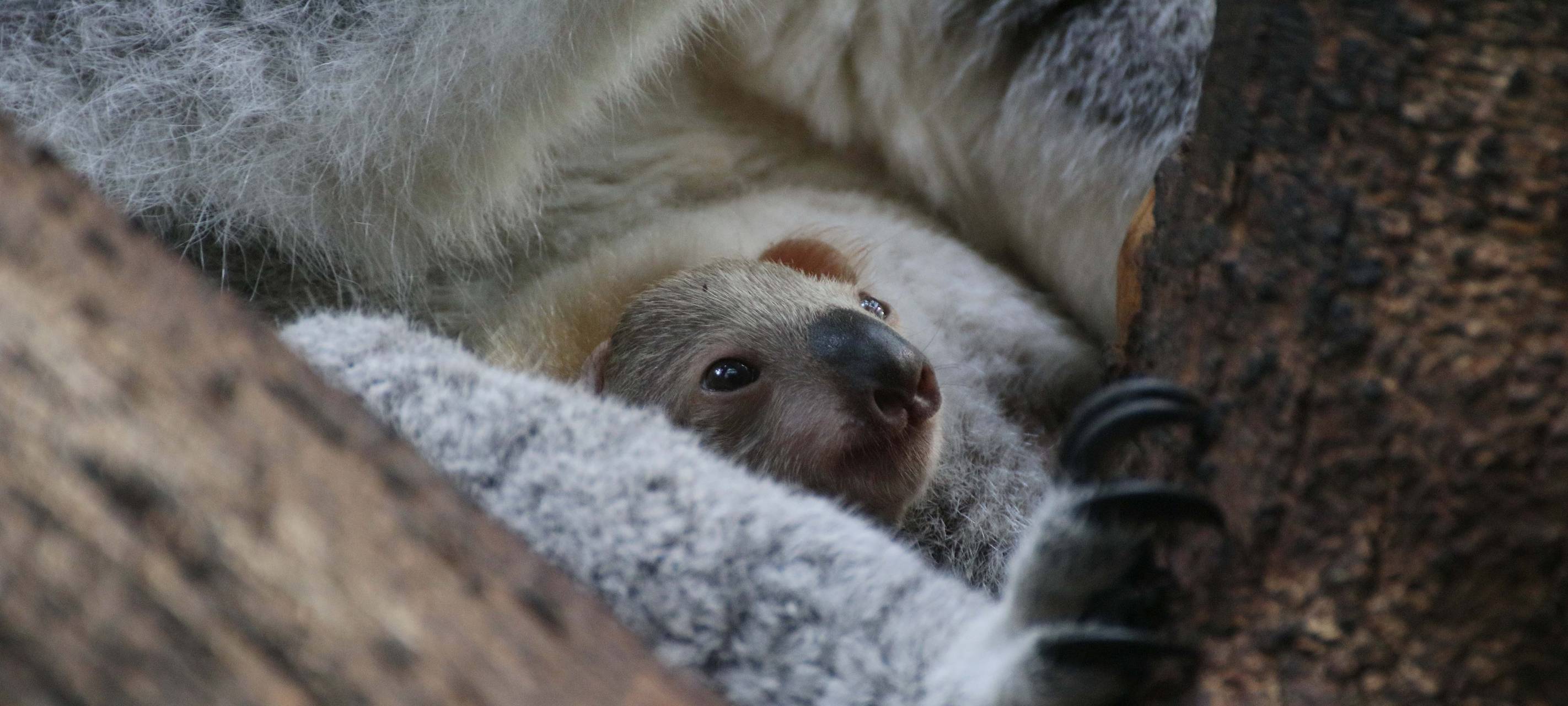 Im Duisburger Zoo gibt es Koalanachwuchs