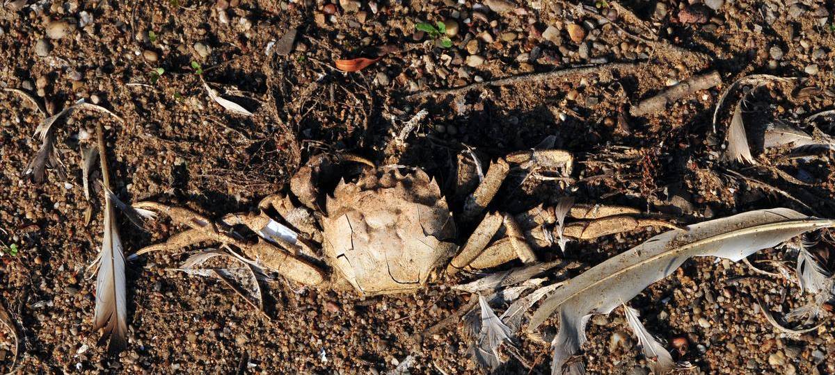 Große Wollhandkrabbe in Rheinberg gesichtet
