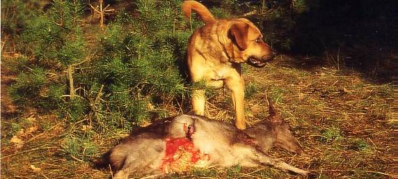 Wieder Ärger um wildernde Hunde
