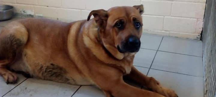 Tier in Oberlohberg ausgesetzt