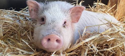 Ferkel am Auesee gefunden - Zuhause für Porky gesucht