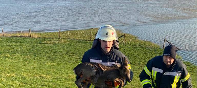 Reh aus Rhein gerettet