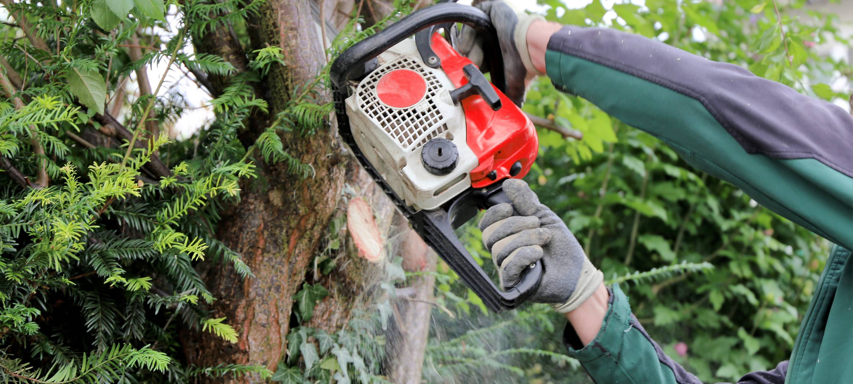 In Neukirchen-Vluyn müssen mehrere Bäume gefällt werden
