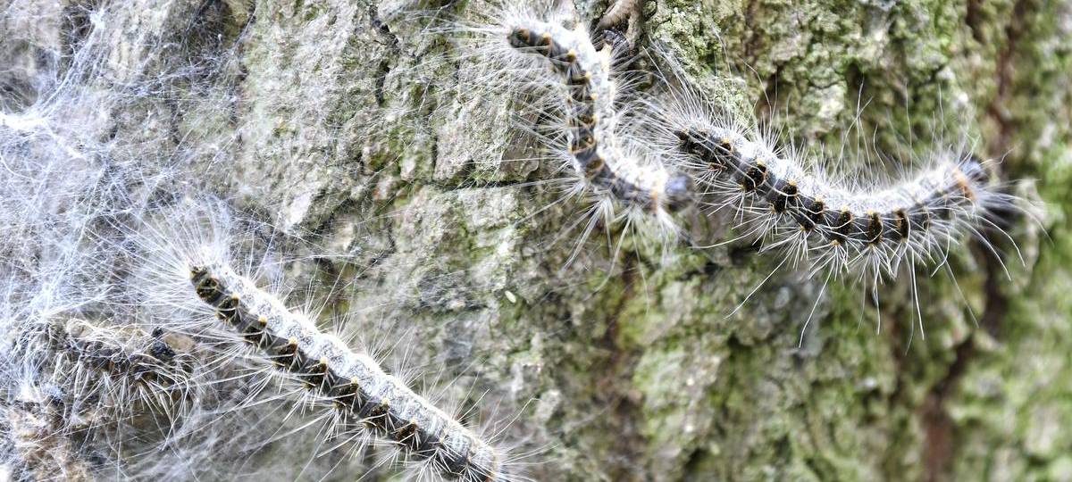 Kampf gegen Eichenprozessionsspinner im Kreis Wesel beginnt