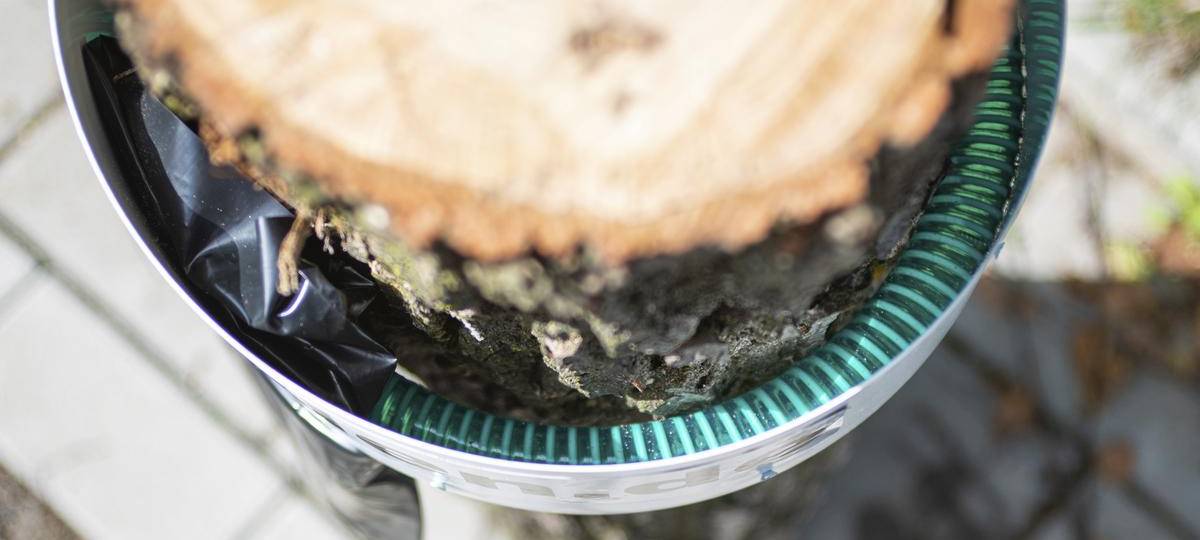 Kampf gegen Eichenprozessionsspinner beginnt im Kreis Wesel