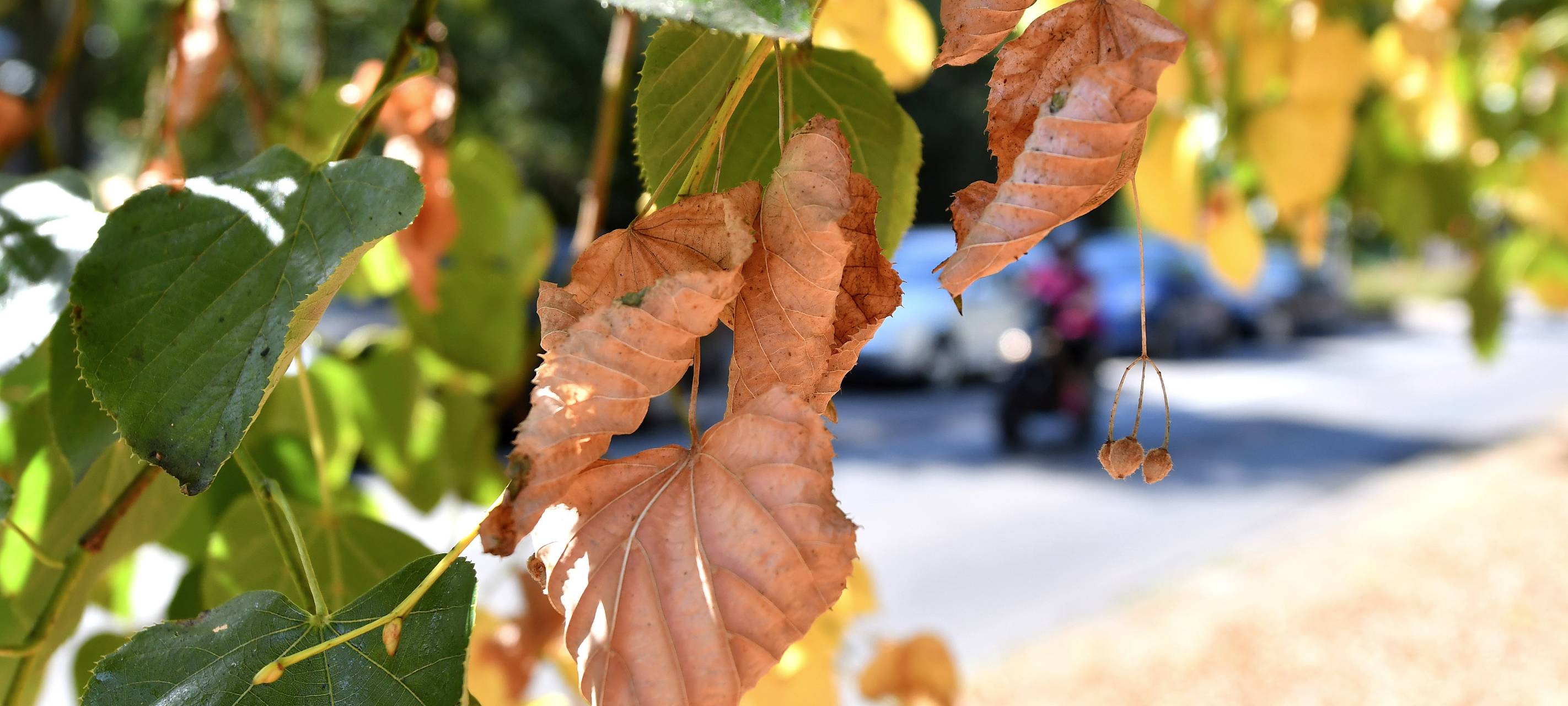 Kamp-Lintfort bittet um Hilfe beim Gießen