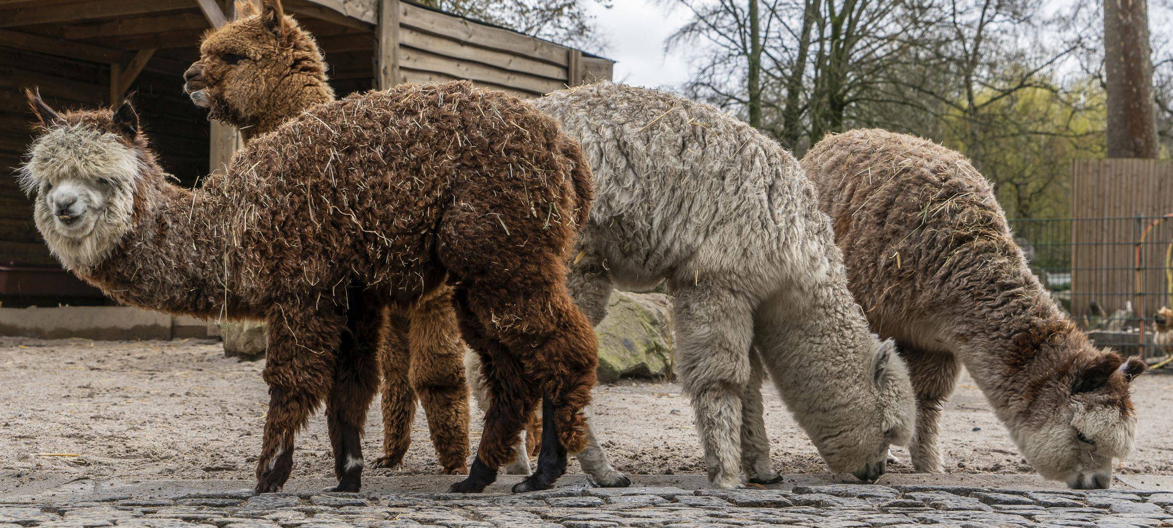 Besondere Weihnachtsgeschenke - Last-Minute-Ideen aus dem Kreis Wesel