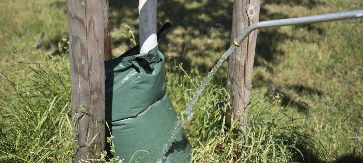 Xanten sucht Baumpaten für regelmäßige Bewässerung