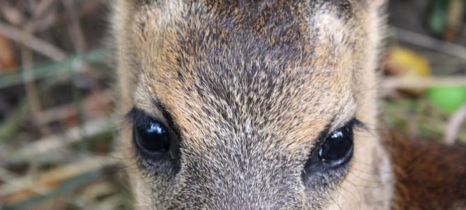 55 Kitze vor Mähtod gerettet - toller Erfolg in Hamminkeln