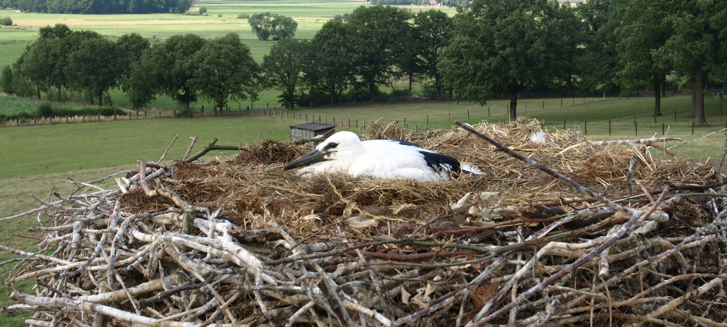 Mehrere Naturprojekte haben jetzt die Chance auf Förderung