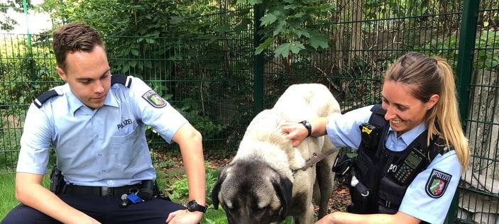 Herdenschutzhund auf der A40 bei Moers sorgt für Notrufe