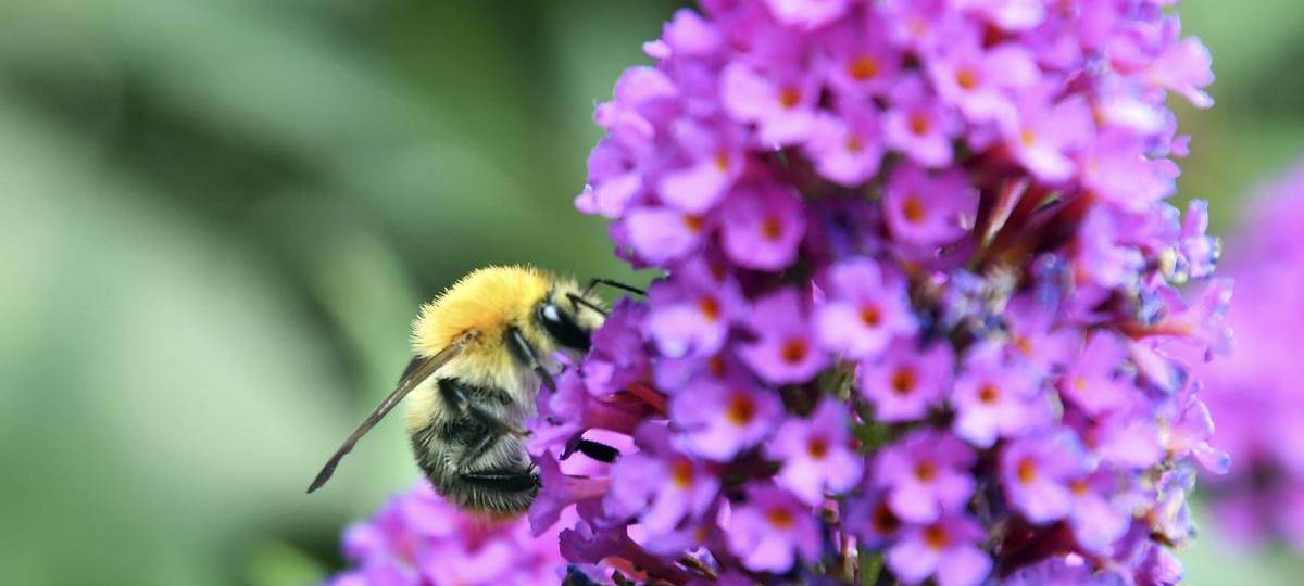 Viele Menschen im Kreis setzen sich für den Naturschutz ein