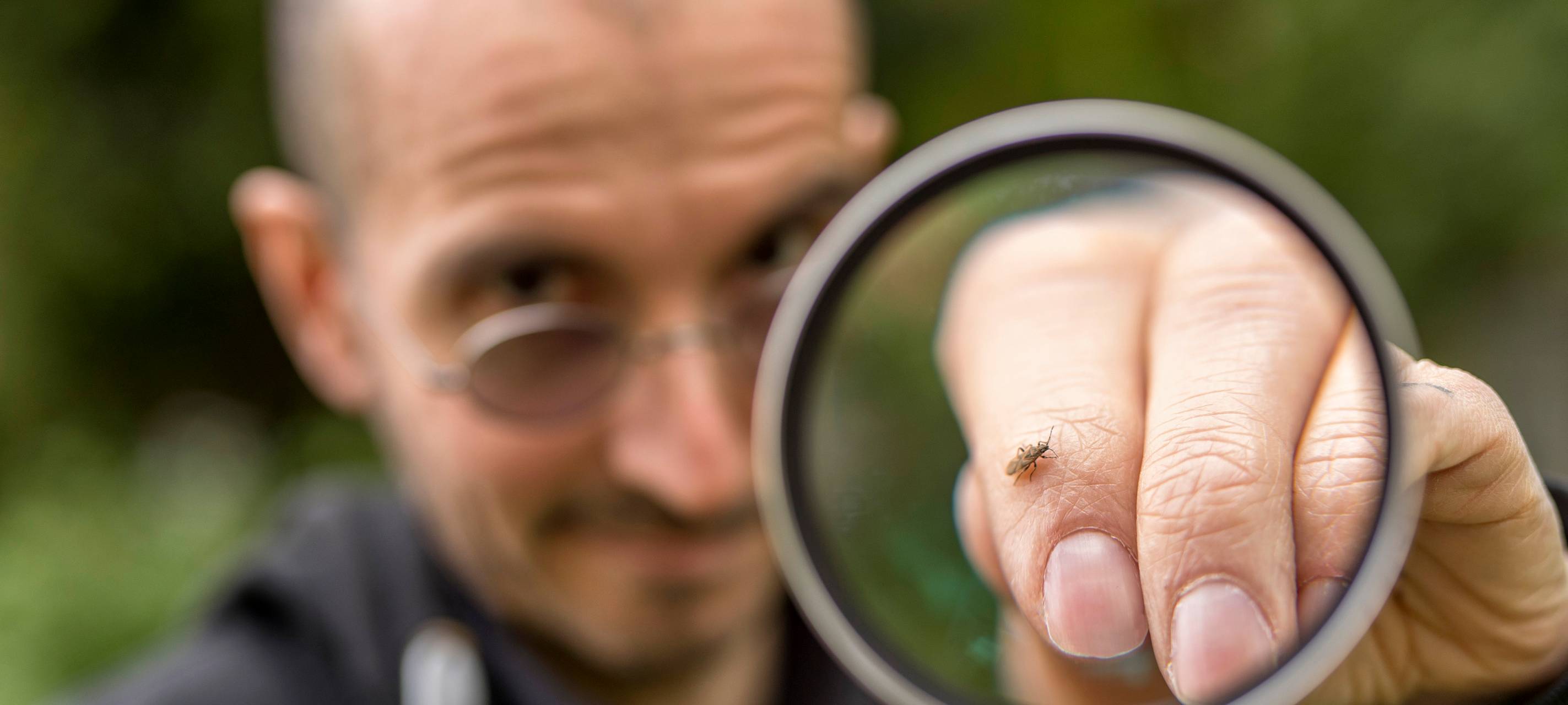 NABU startet den "Insektensommer"