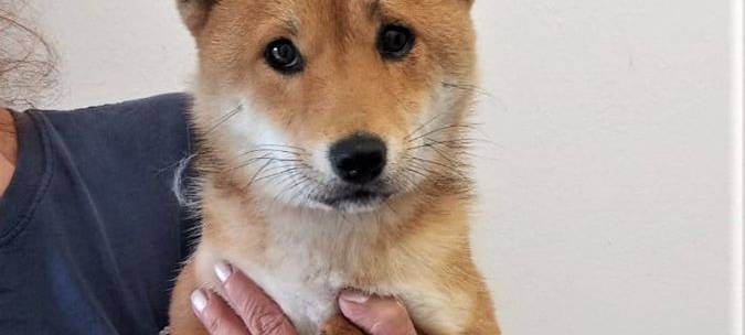 In Moers ist eine Hündin ohne Pfoten gefunden worden