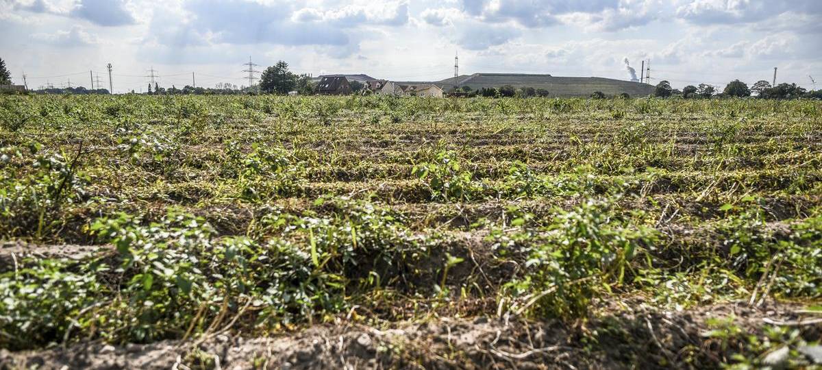 Widerstand gegen Logistikpark in Barmingholten