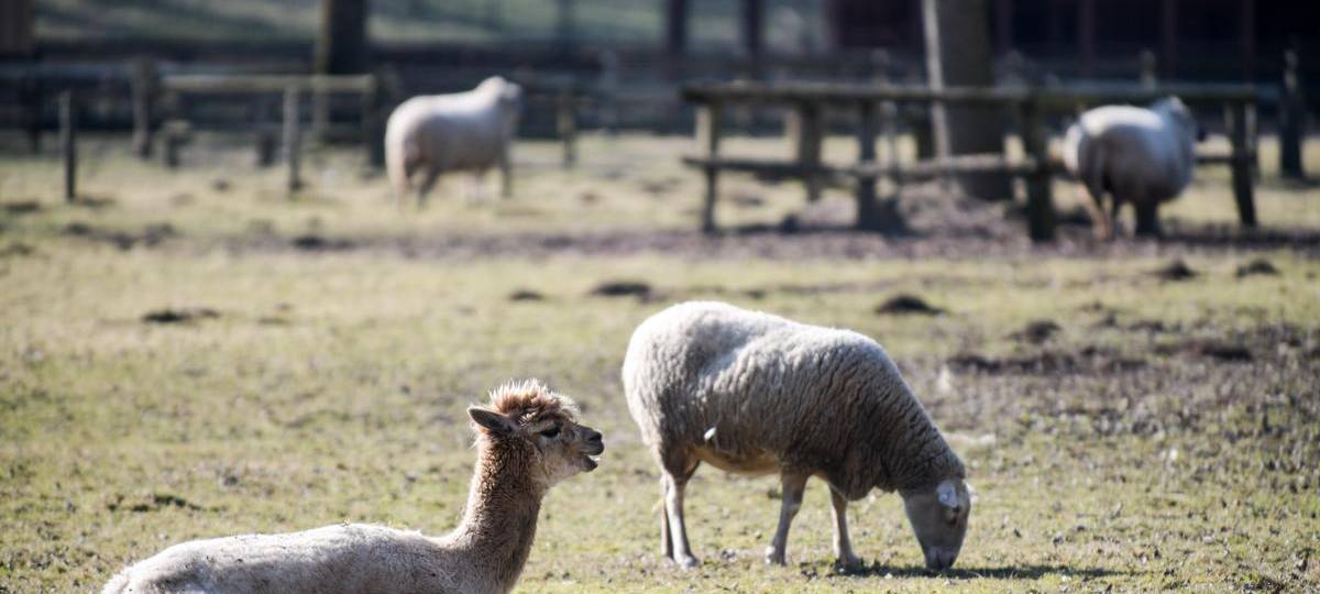 Streichelzoo in Moers soll schöner werden