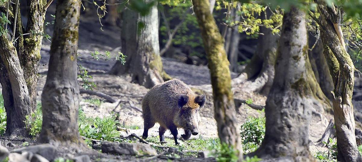 Afrikanische Schweinepest: Kreis Wesel ist gut vorbereitet